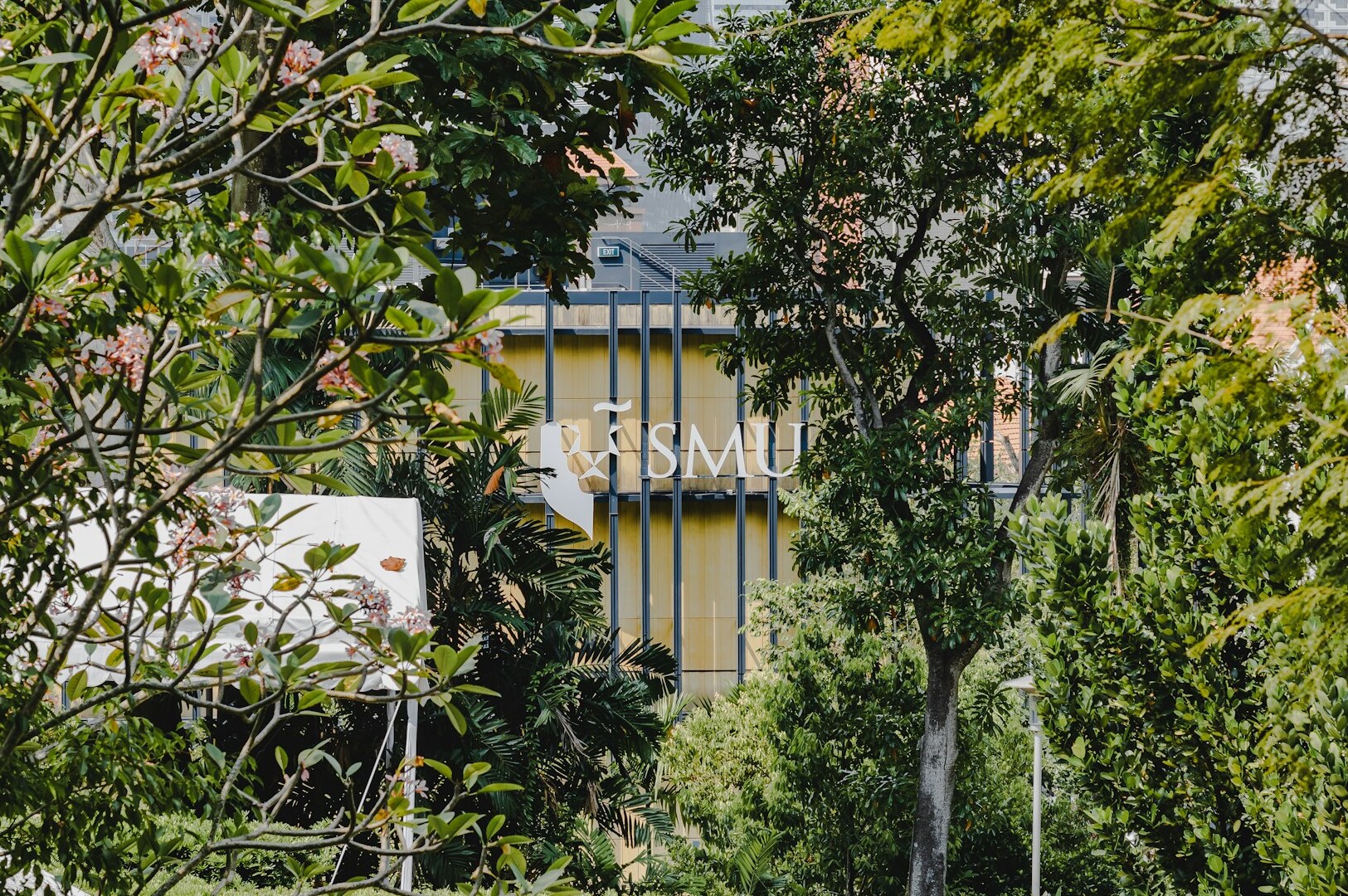 Singapore School building visible through a canopy of trees, highlighting its architecture amidst nature.