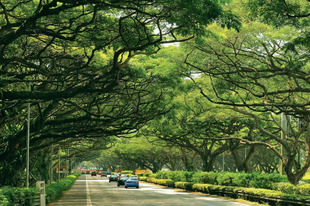 Quiet Singapore street lined with lush rain trees forming a green canopy.