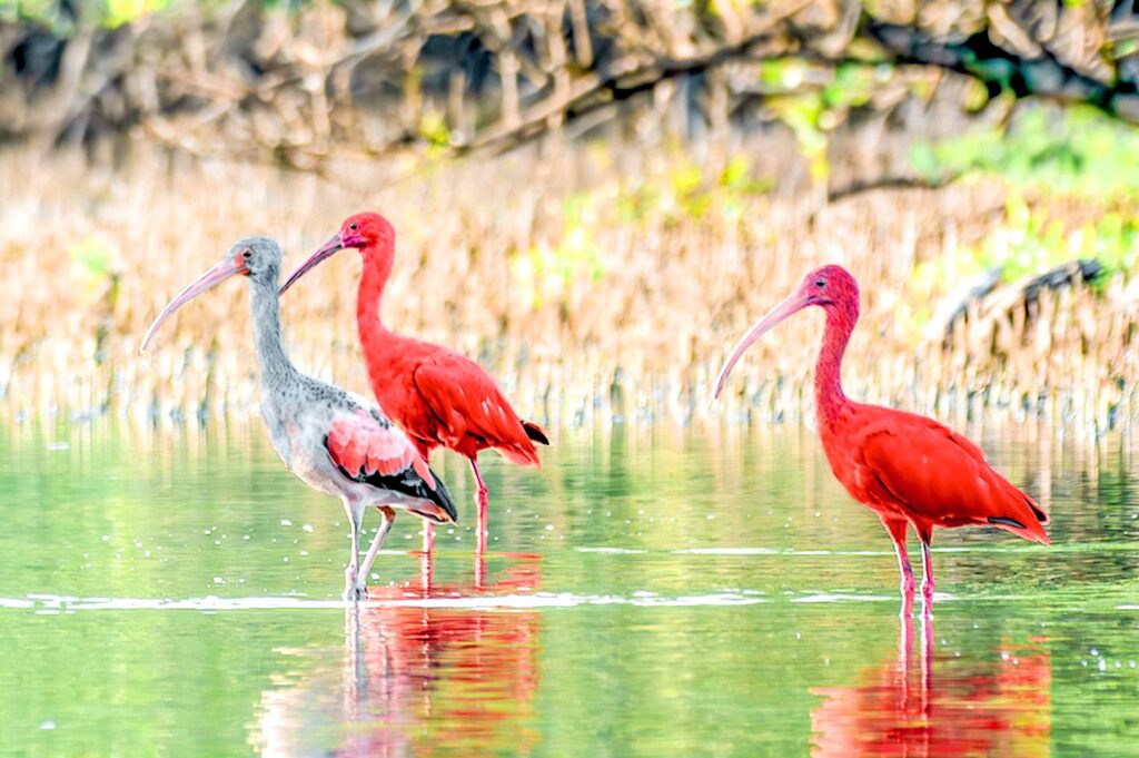 Bright red scarlet ibises standing in shallow water.