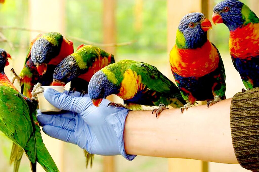 Colorful lorikeets feeding from a visitor’s hand.
